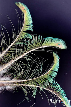 Pauw blauw zwaard gouden schacht - 35-40 cm - natuurlijk